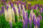 Lupine, Fiordland National Park, South Island, New Zealand Art Print